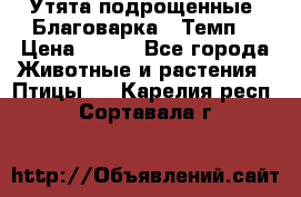 Утята подрощенные “Благоварка“,“Темп“ › Цена ­ 100 - Все города Животные и растения » Птицы   . Карелия респ.,Сортавала г.